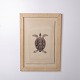 Druck mit Schildkrötenmotiv im Rahmen aus den 1980er Jahren